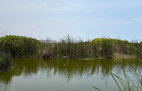 Monitoreo hidrológico en Pantanos de Villa – Lima